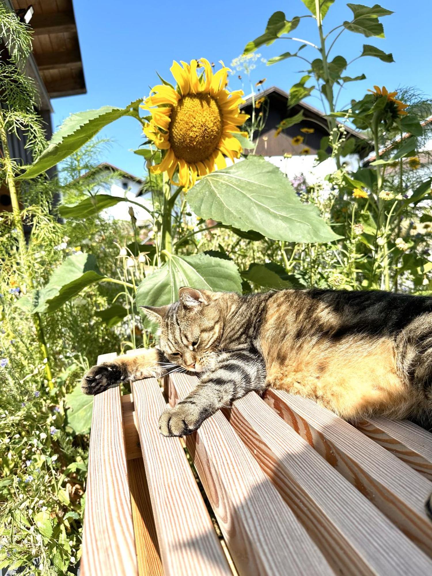 Ferienwohnung Anita Jandelsbrunn Exteriör bild